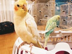 -藦茜花园宠物主题亲子互动体验馆(国顺东路店)