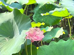 -莲花池公园