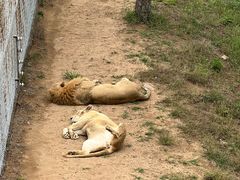-西霞口神雕山野生动物世界