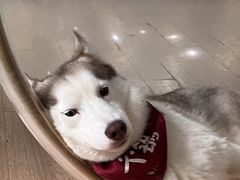 -Husky Go! 哈士奇体验馆·宠物咖啡厅狗咖