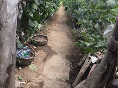 -马陆小张葡萄园农家乐