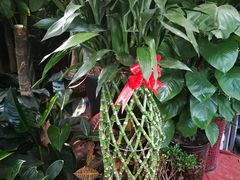 -秦美花卉(天朗·莱茵小城2期店)