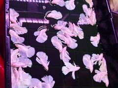-中环花鸟鱼虫市场