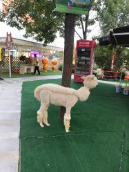 -萌宠亲子动物乐园(槐房万达店)