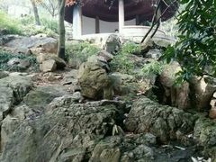 -香雪海