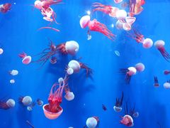 -成都浩海立方海洋公园