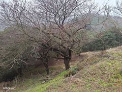 -新建村梅花