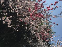 -重庆彩云湖湿地公园