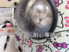 -美联众合爱康动物医院•复杂内科•肿瘤科•牙科•腔镜诊疗中心