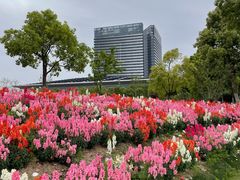 -春花秋色城市公园