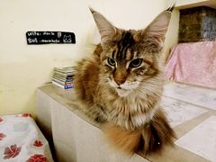 -猫色咖啡·猫咖