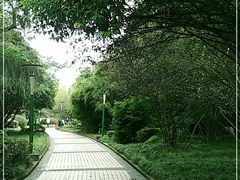 -神仙树公园