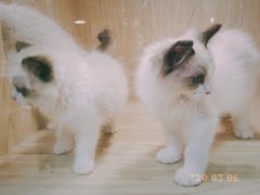 -屋虎猫馆(宝安大仟里店)