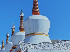 -塔尔寺菩提树