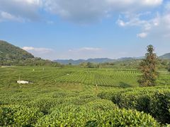 -龙坞茶村