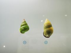 -青岛贝壳博物馆