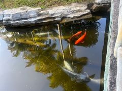 -孔雀湖生态旅游区