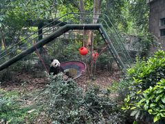 -成都动物园