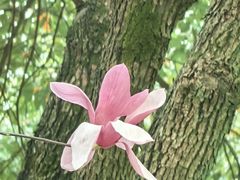 -重庆市江北嘴中央商务区中央公园