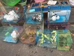 -清平路水族市场
