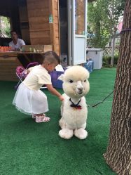 点击看大图 -萌宠亲子动物乐园(槐房万达店)