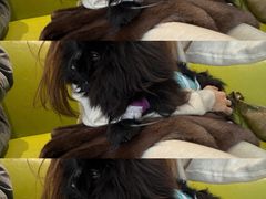 -北京派仕佳德动物医院·超导核磁·CT·神经科·骨科·内外科·急重症管理中心