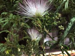 -东吴面馆(枫桥店)