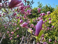 -南通博物苑-崇川人民公园