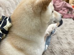 -瑞鹏宠物医院·夜间急症·心超·猫科(祖庙分店)