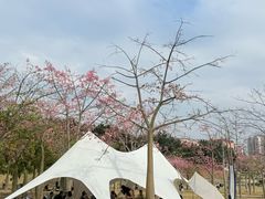 -风云岭森林公园