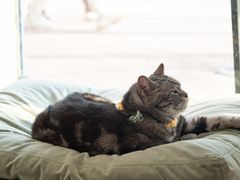 -平行世界·猫咖(首经贸店)