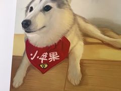 -Husky Go! 哈士奇体验馆·宠物咖啡厅狗咖