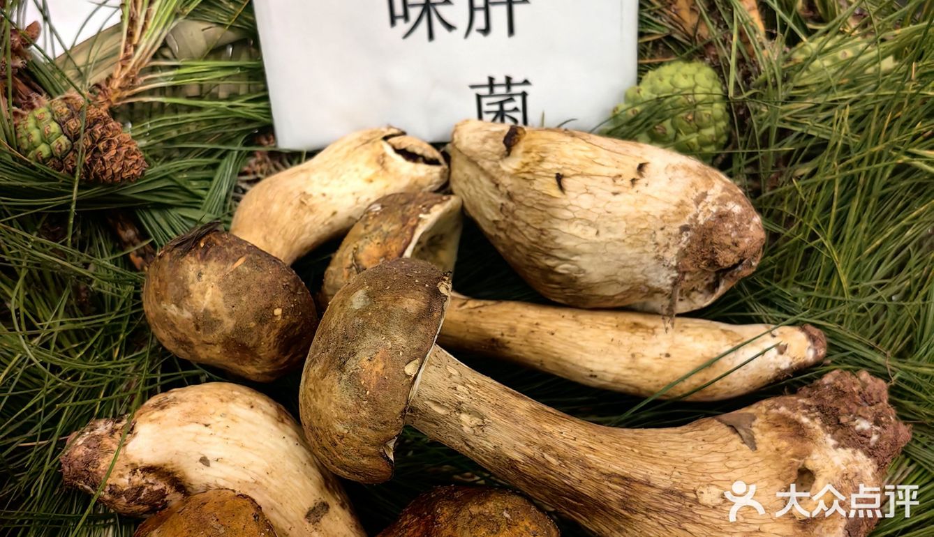 又称为蘑菇或蕈，是一类生长在树丛或草丛中的大型真菌