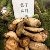 又称为蘑菇或蕈，是一类生长在树丛或草丛中的大型真菌