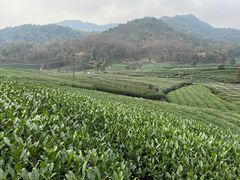 -听风阁农家私房菜茶楼(龙坞店)