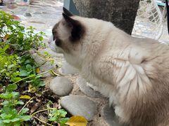 -喵屿·大理花园猫咖