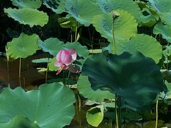 -贵阳市花溪国家城市湿地公园