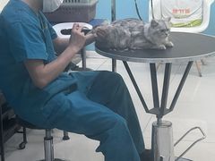 -天宠宠物医院24小时·急重症诊疗中心·全科·腔镜特色(和平分院)