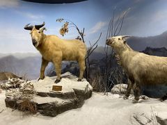 -陕西自然博物馆