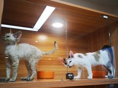 -猫十亿·布偶金渐层·曼基康矮脚猫舍(青年路店)