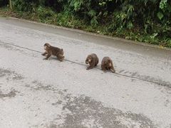 -西岭雪山大飞水景区