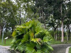 -福田红树林生态公园
