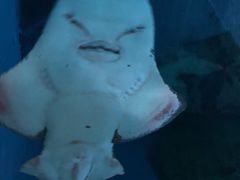 -暹罗海洋世界