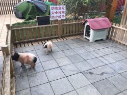 -萌宠亲子动物乐园(槐房万达店)