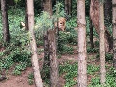 -云南野生动物园