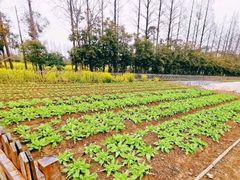 -前小桔亲子创意农场·草莓采摘·露营烧烤