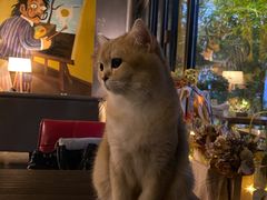 -咖法森林·咖啡  酒吧(天河店)