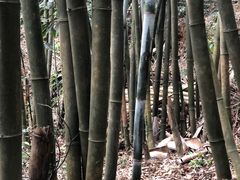 -天鹿湖森林公园