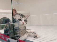 -lincat·猫舍(广州店)