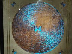 -上海昆虫博物馆